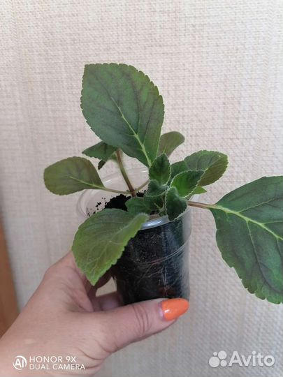 Колерия Bibbi