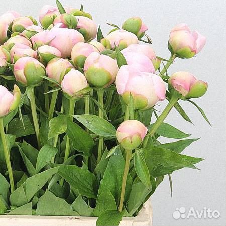 Пионы букет