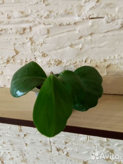 Комнатные растения цветы