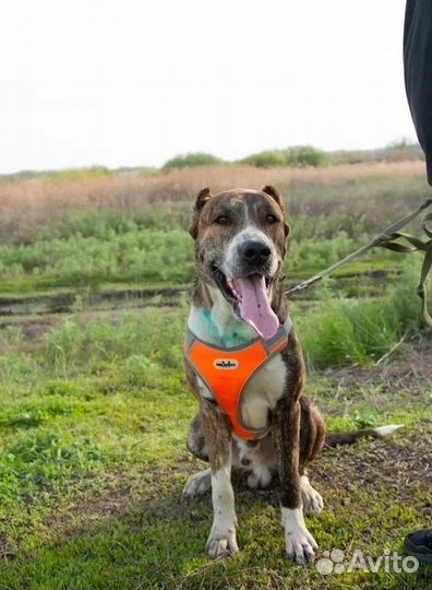 Метис алабая Тайсон