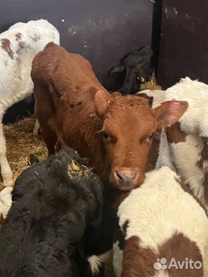 Телята бычки доставка