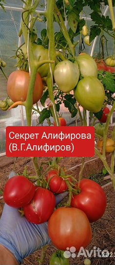 Семена томатов самые урожайные