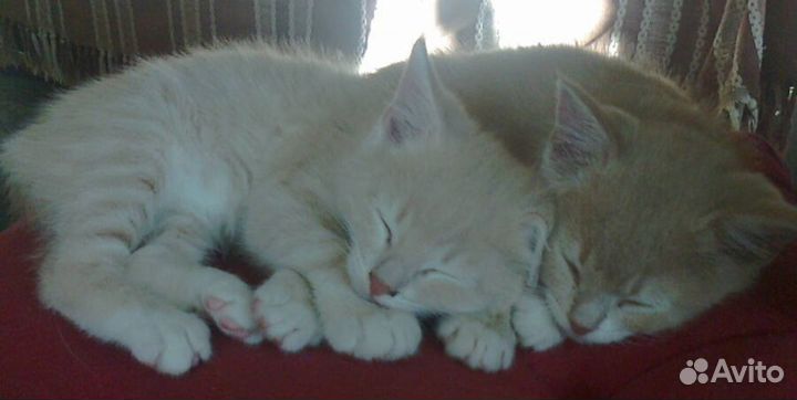 Котята в добрые руки бесплатно