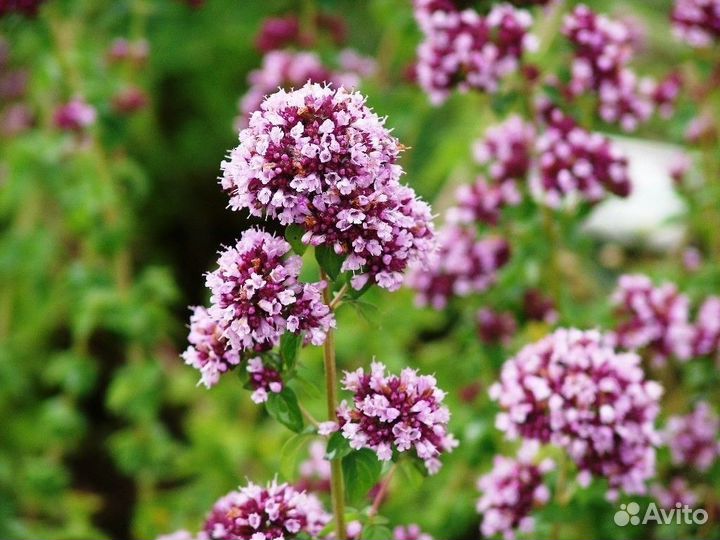 Деленка зверобоя, душицы, мелиссы