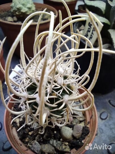 Кактусы редкие