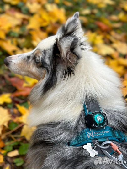 Фонарик для собаки Orbiloc Dog Dual