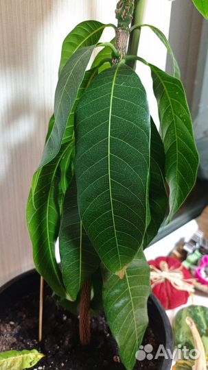 Манго растение