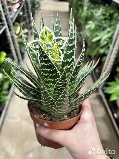 Алоэ Тики Таки