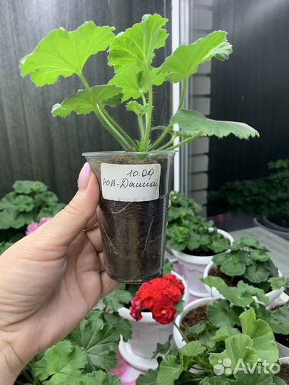 Пеларгония юв -Даная