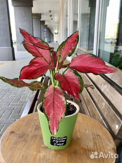 Красивые растения в кашпо