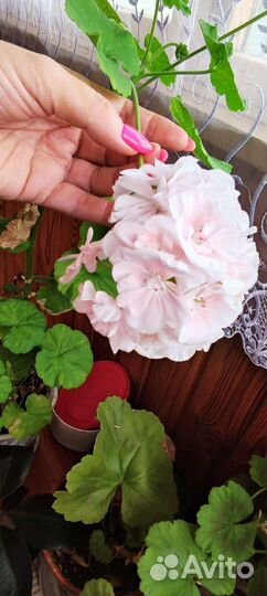 Герань пеларгония