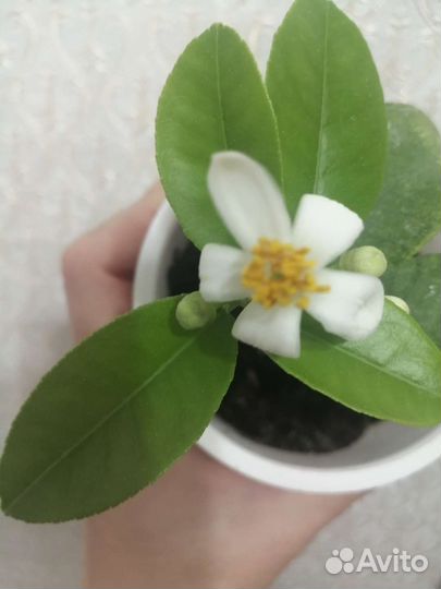 Лимон Павловский, Верна,Новозеландский,Вариегатный