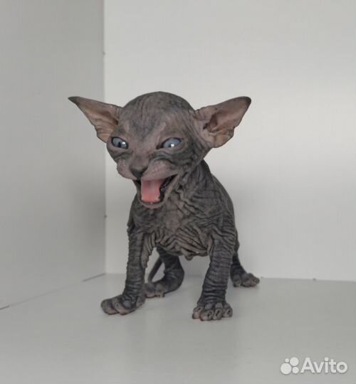 Донской сфинкс