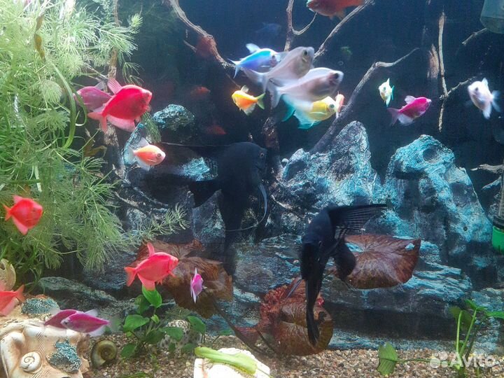 Аквариумные рыбки