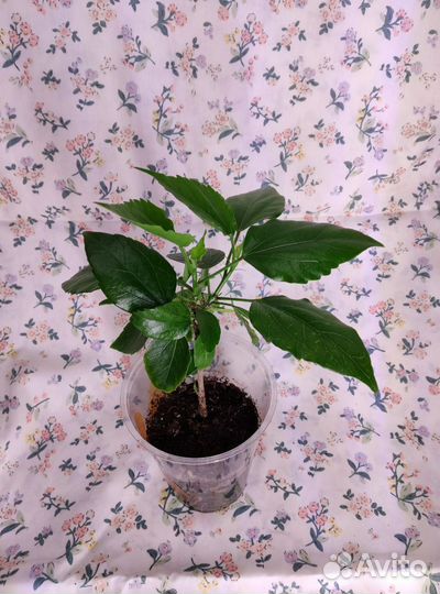 Гибискус / китайская роза