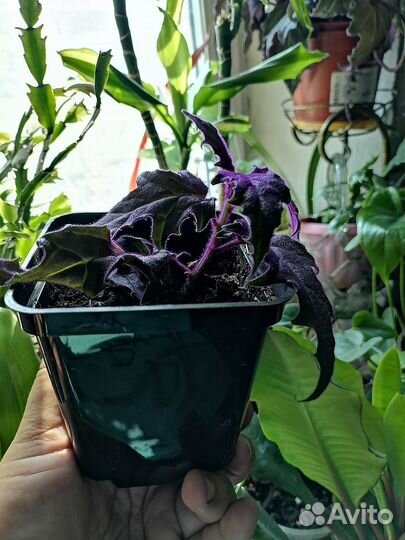 Комнатный цветок Гинура