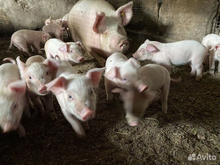 Поросята ландрас - дюрок