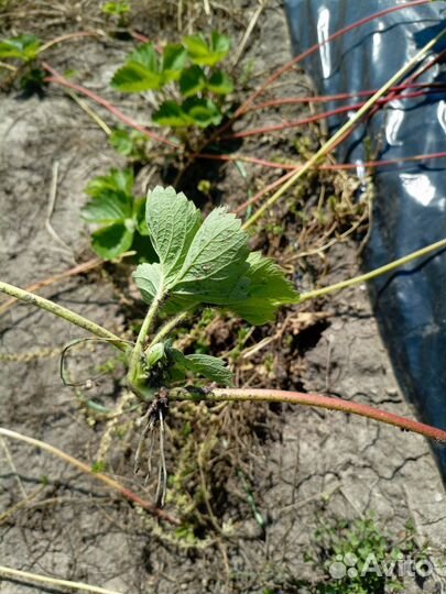 Рассада клубники