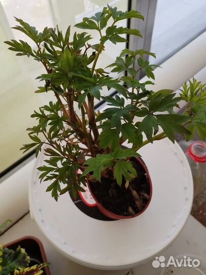 Многолетние цветы для сада