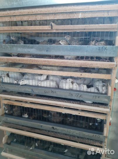 Перепела птенцы яйцо живая птица