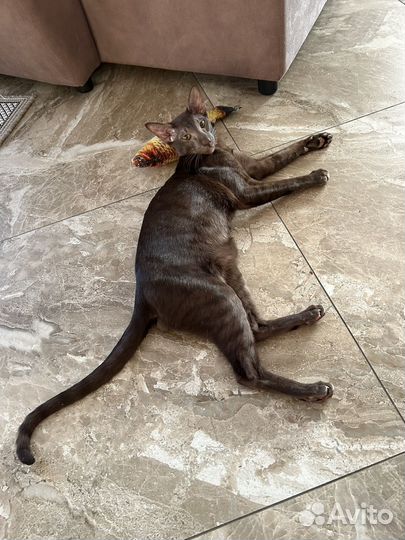 Ориентальный кот вязка