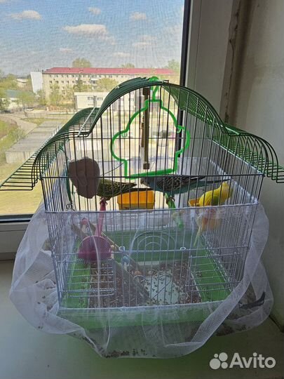 Волнистые попугаи с клеткой