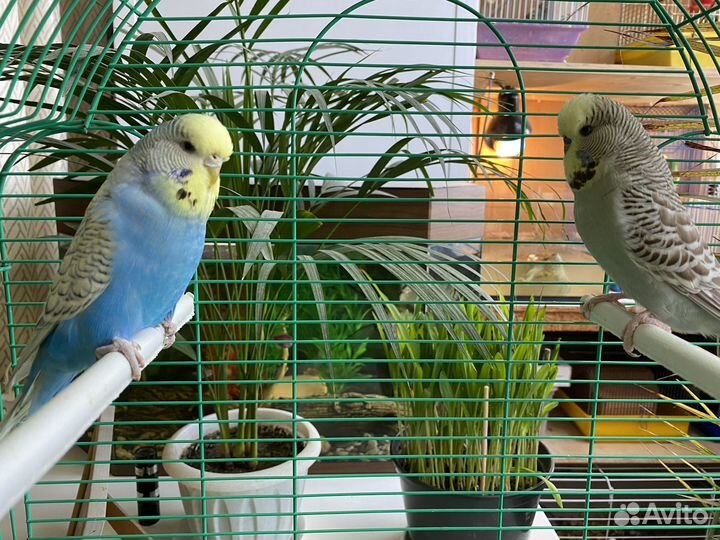 Выставочные волнистые попугаи чехи