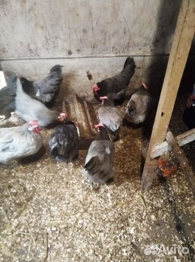 Инкубационное яйцо породистых кур