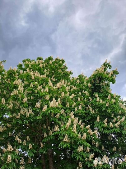 Рассада конского каштана