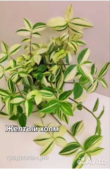 Традесканция