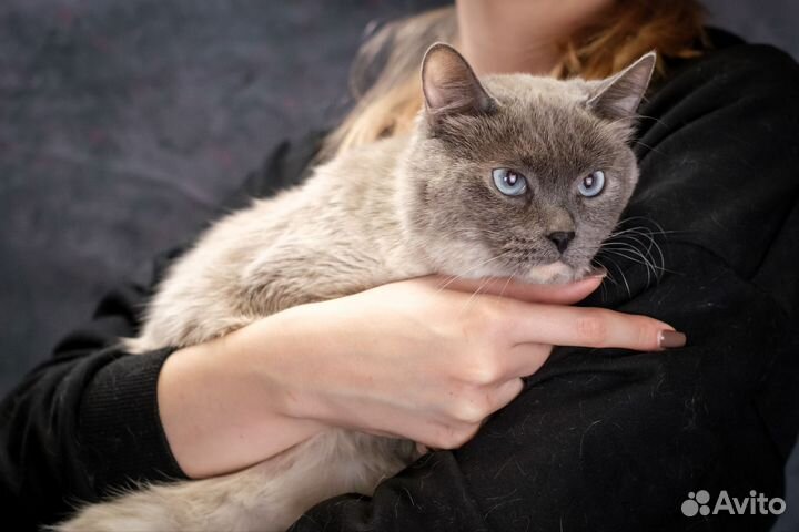 Сима в поиске дома