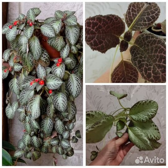 Комнатные растения