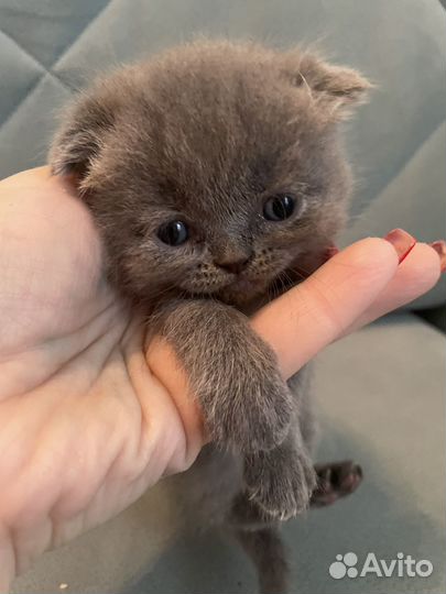 Британские котята