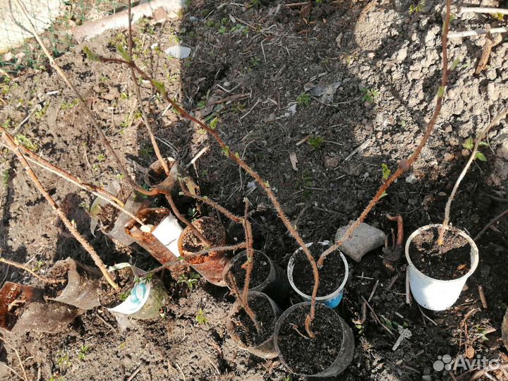 Саженцы малины