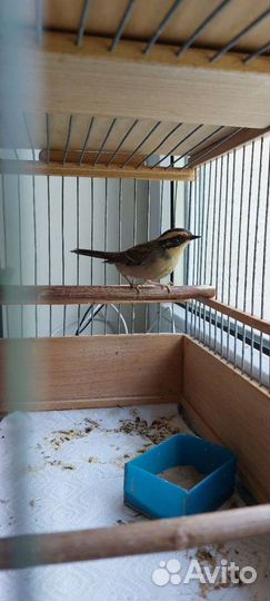 Птицы певчие лесные