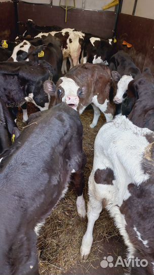 Бычки и телята