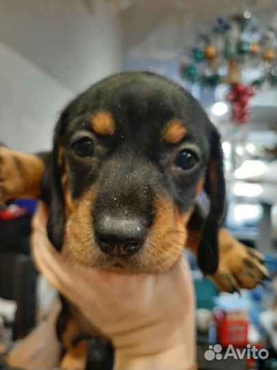 Щенки таксы