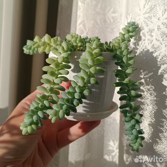 Седум буррито