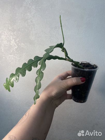 Комнатные цветы растения