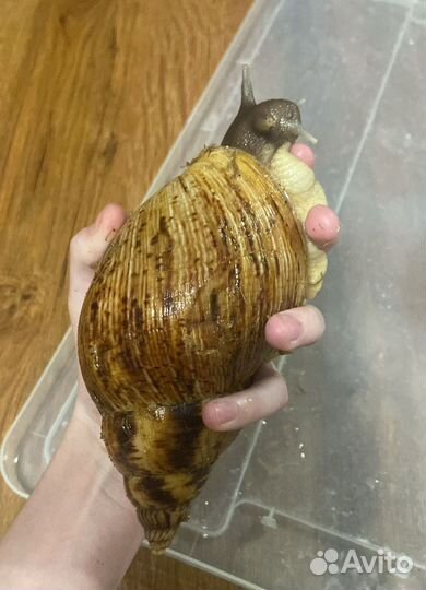 Улитки ахатины