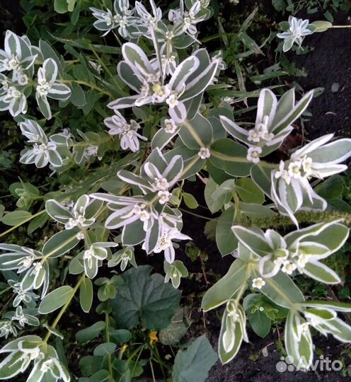 Букеты миксы, ромашка,гелиопсис, рудбекия, розы