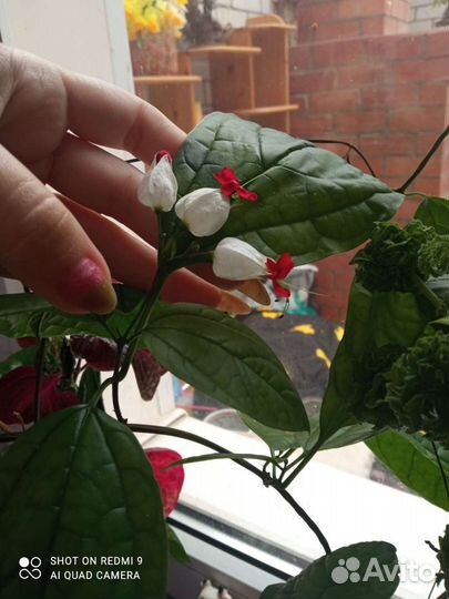 Клеродендрум томпсон