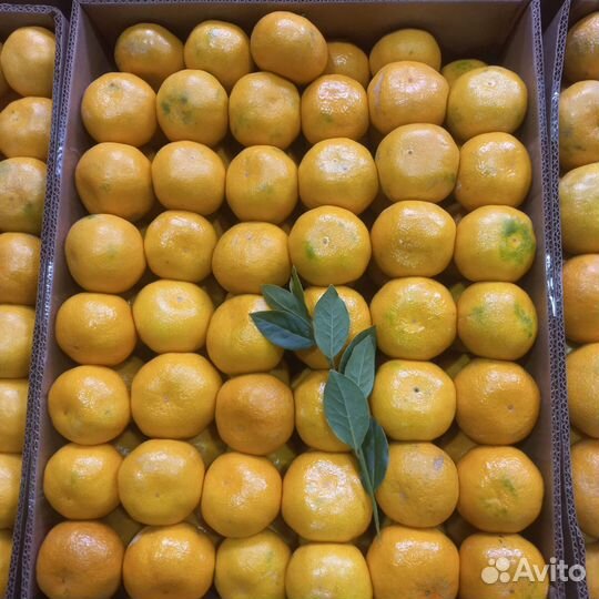 Мандарины Абхазия опт