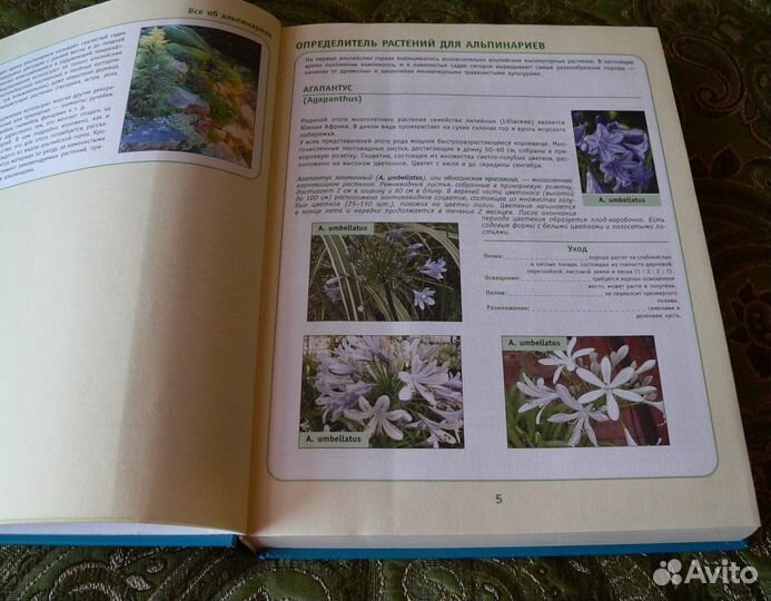 Все об альпинарии