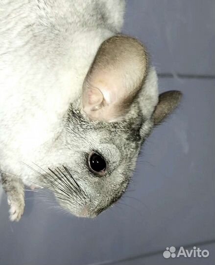 Семья шиншилл