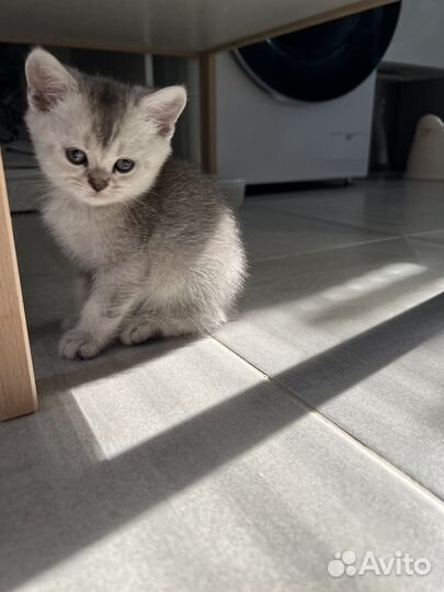 Британские котята