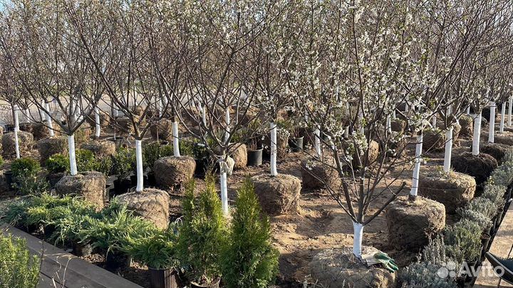 Саженцы Яблоня Коричное Полосатое