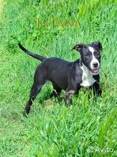 Американский питбультерьер