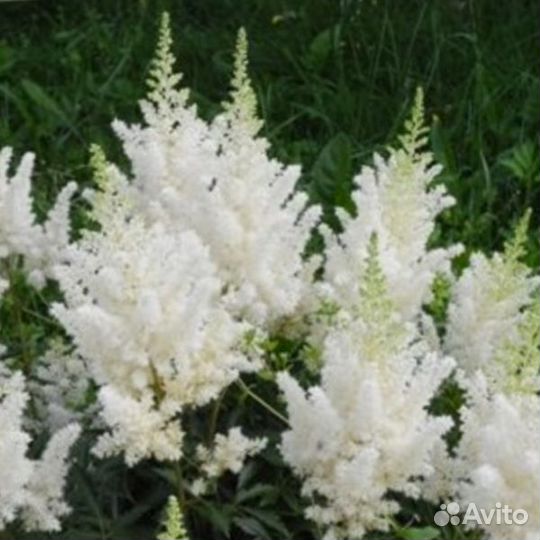 Астильба Цветы для сада