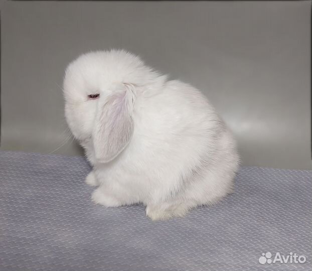 Minilop самка